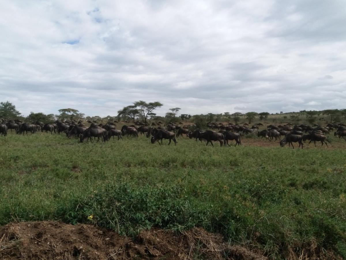 Seronera Wildlife Lodge Serengeti Exterior foto