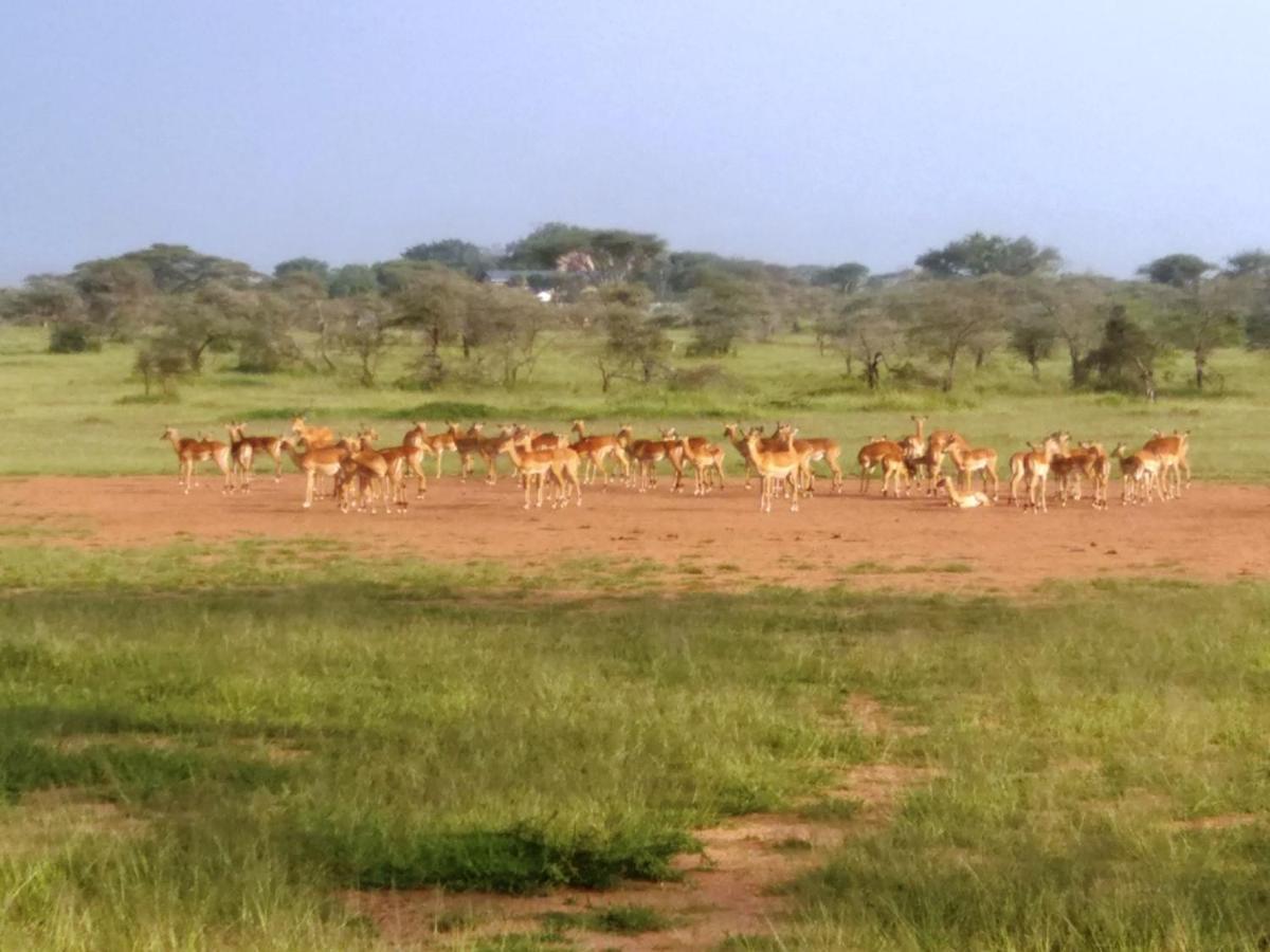 Seronera Wildlife Lodge Serengeti Exterior foto